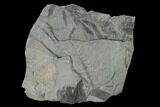 Pennsylvanian Fossil Scale Tree (Lepidodendron) Plate - Kentucky #158708-1